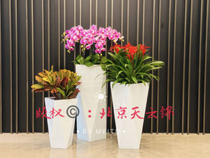 植物组合