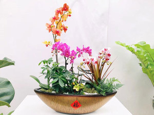 蝴蝶兰组合盆栽