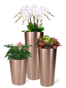 植物组合