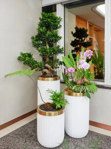植物盆栽组合