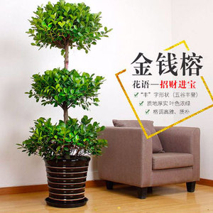 金钱榕