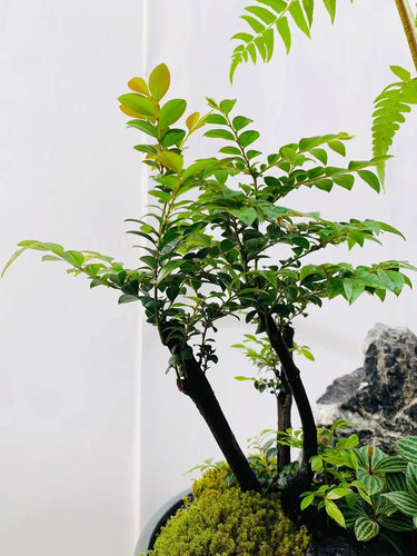 图片-19(1).jpg